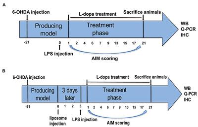 Systemic Inflammation Increases the Susceptibility to Levodopa-Induced Dyskinesia in 6-OHDA Lesioned Rats by Targeting the NR2B-Medicated PKC/MEK/ERK Pathway